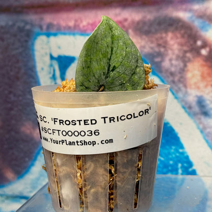 Scindapsus 'Frosted Tricolor' - #SCFT000036