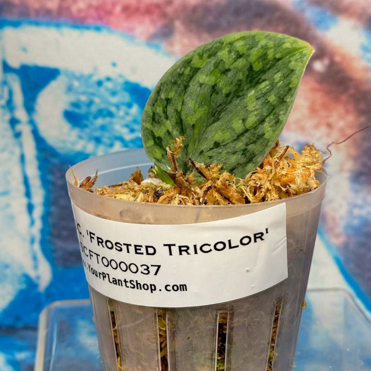Scindapsus 'Frosted Tricolor' - #SCFT000037
