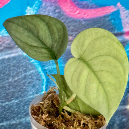 Scindapsus pictus  'Green Veins' - #SCGV000070