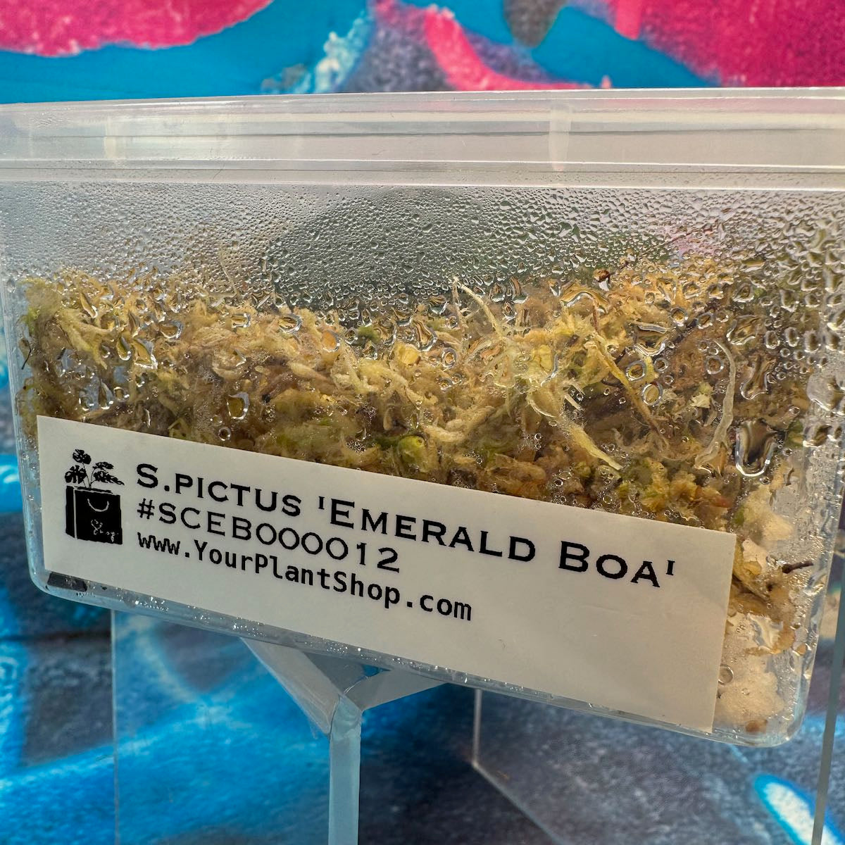 Scindapsus pictus ‘Emerald Boa’ - #SCEB000012