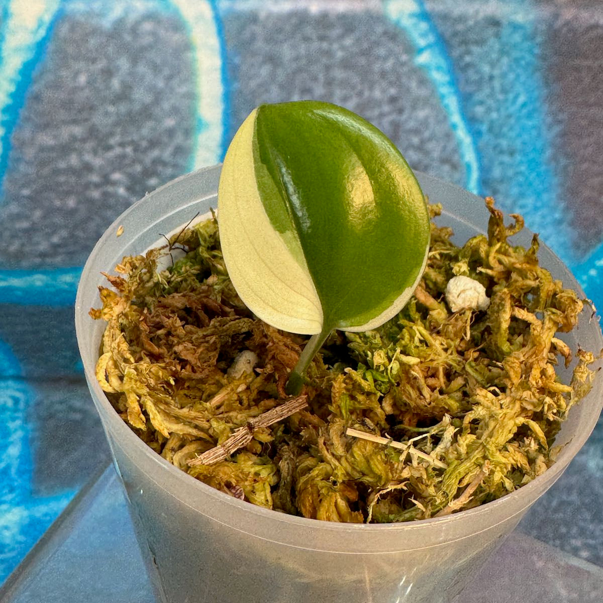Scindapsus 'Blue Albo' - SCBA000060