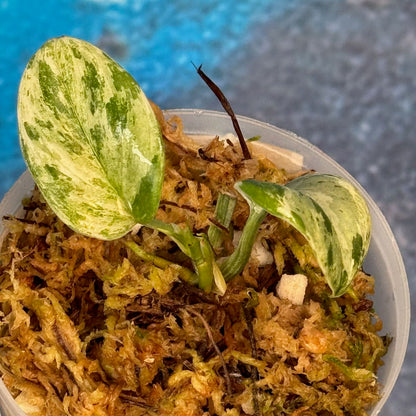Scindapsus Superstar - #SSUP000019