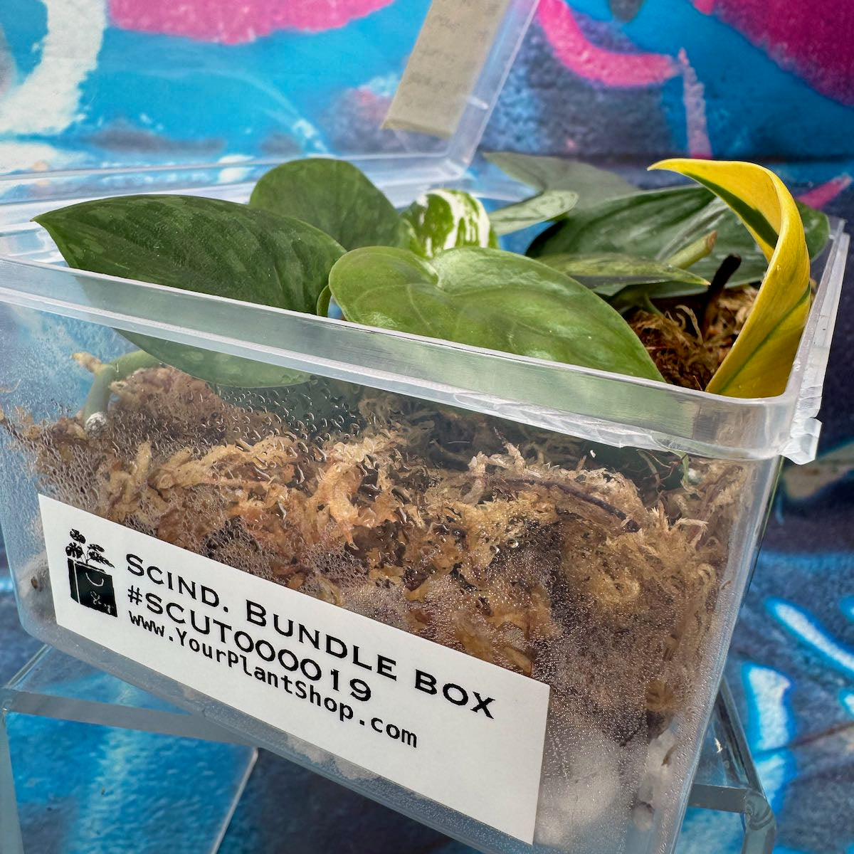 Scindapsus Cuttings Bundle - #SCUT000019