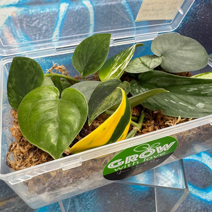 Scindapsus Cuttings Bundle - #SCUT000019