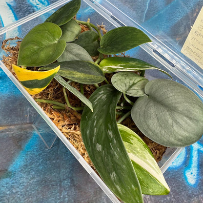 Scindapsus Cuttings Bundle - #SCUT000019