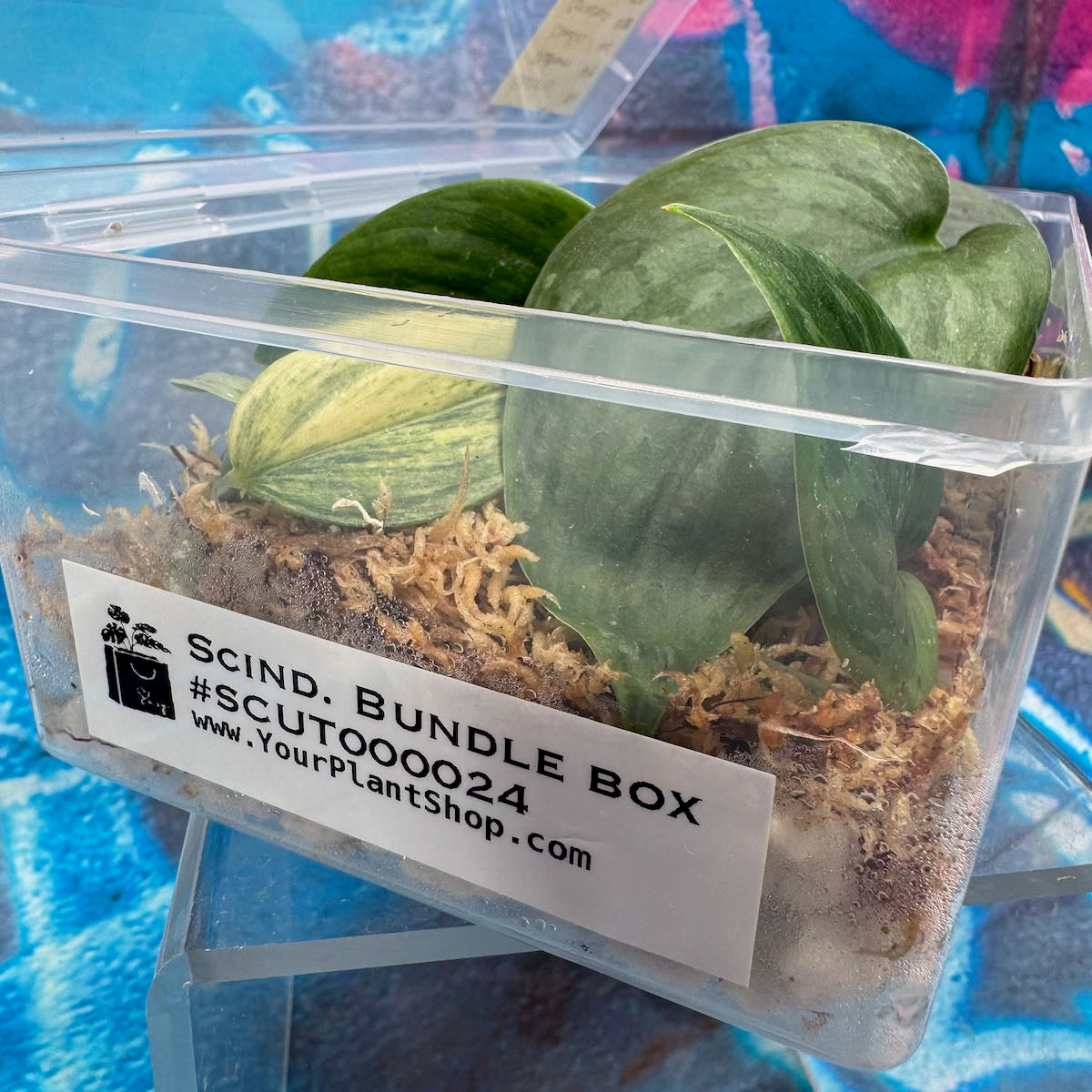 Scindapsus Cuttings Bundle - #SCUT000024