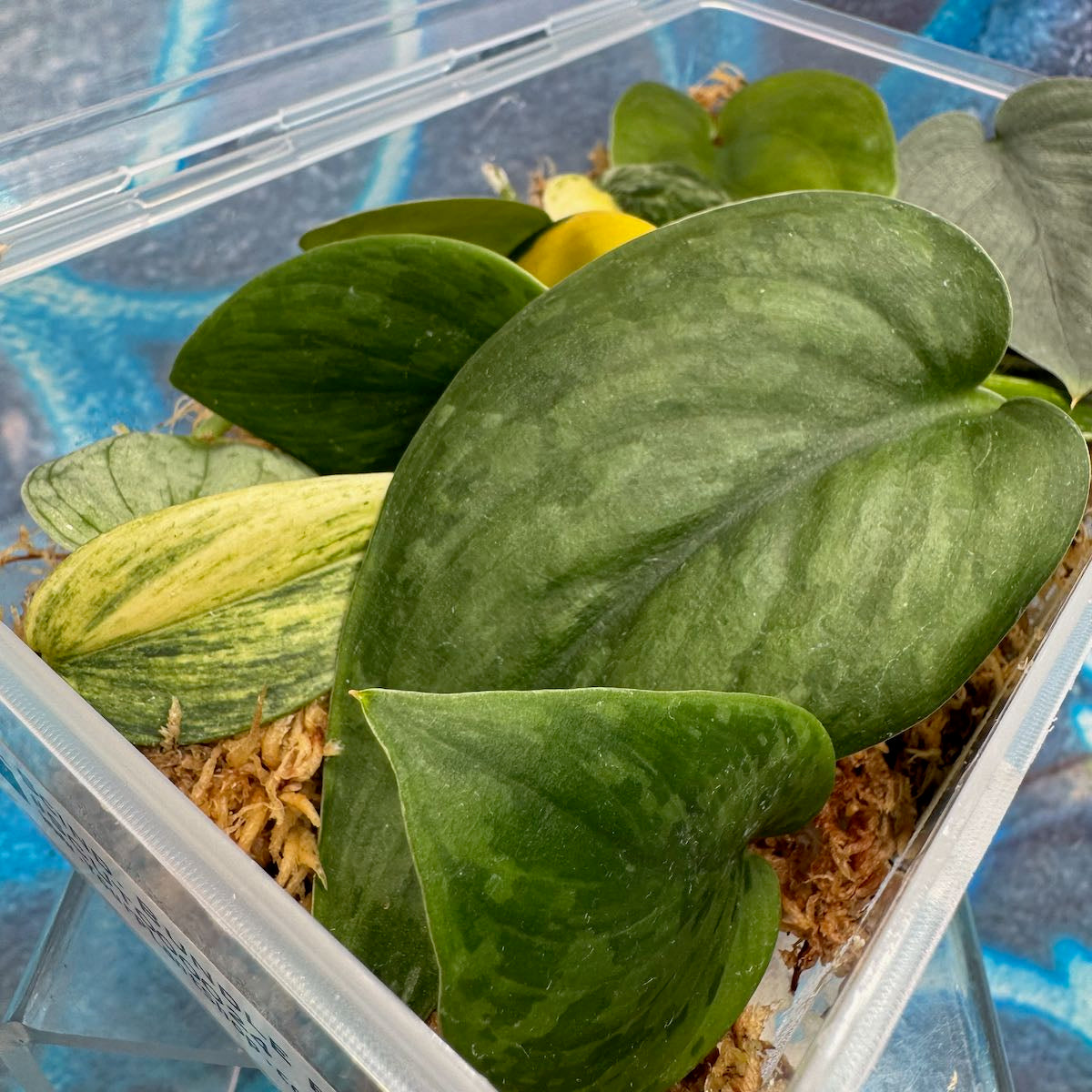 Scindapsus Cuttings Bundle - #SCUT000024