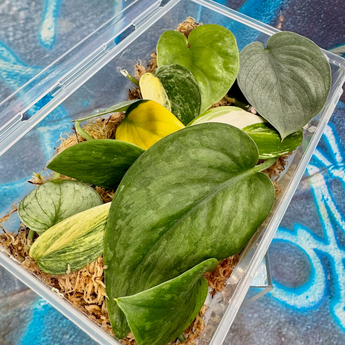 Scindapsus Cuttings Bundle - #SCUT000024