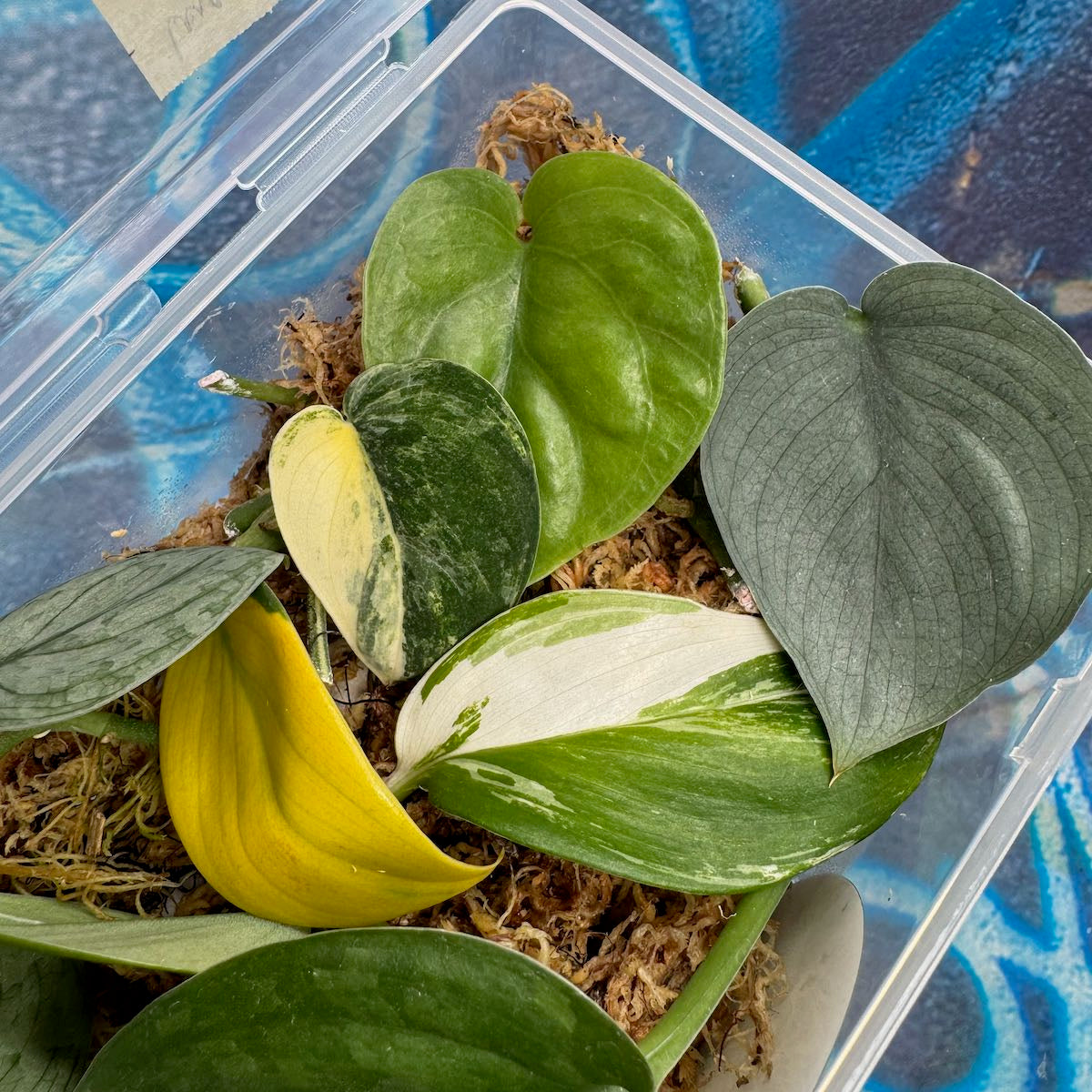Scindapsus Cuttings Bundle - #SCUT000024