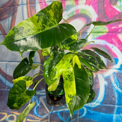 Philodendron 'Burle Marx' Variegated - #PBMV00013