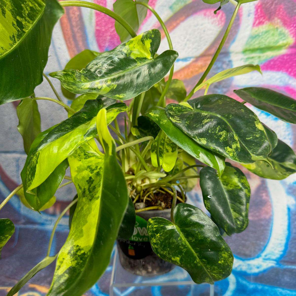 Philodendron 'Burle Marx' Variegated - #PBMV00013
