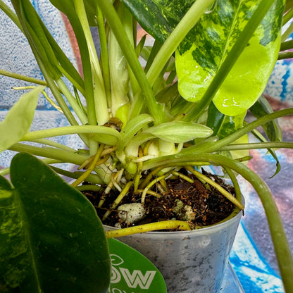 Philodendron 'Burle Marx' Variegated - #PBMV00013