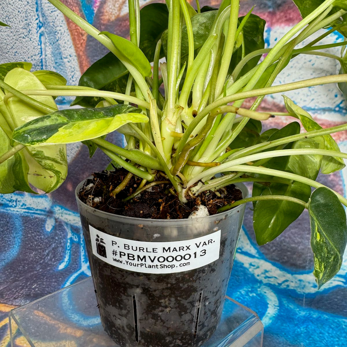 Philodendron 'Burle Marx' Variegated - #PBMV00013
