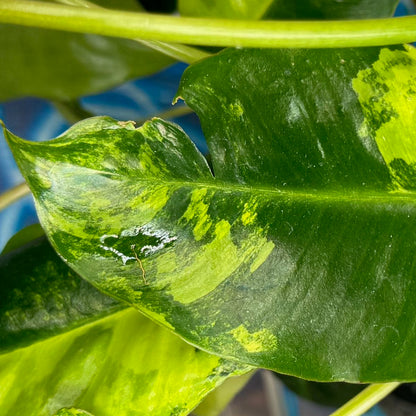 Philodendron 'Burle Marx' Variegated - #PBMV00013