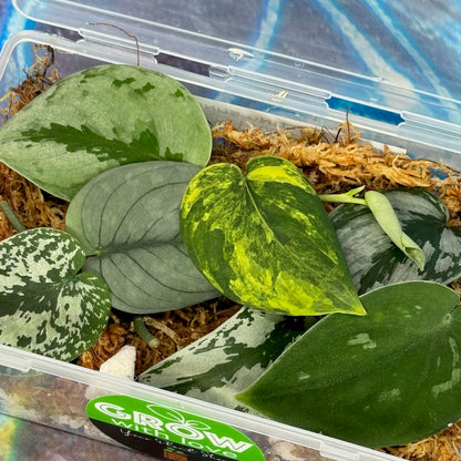 Scindapsus Cuttings Bundle - #SCUT000014