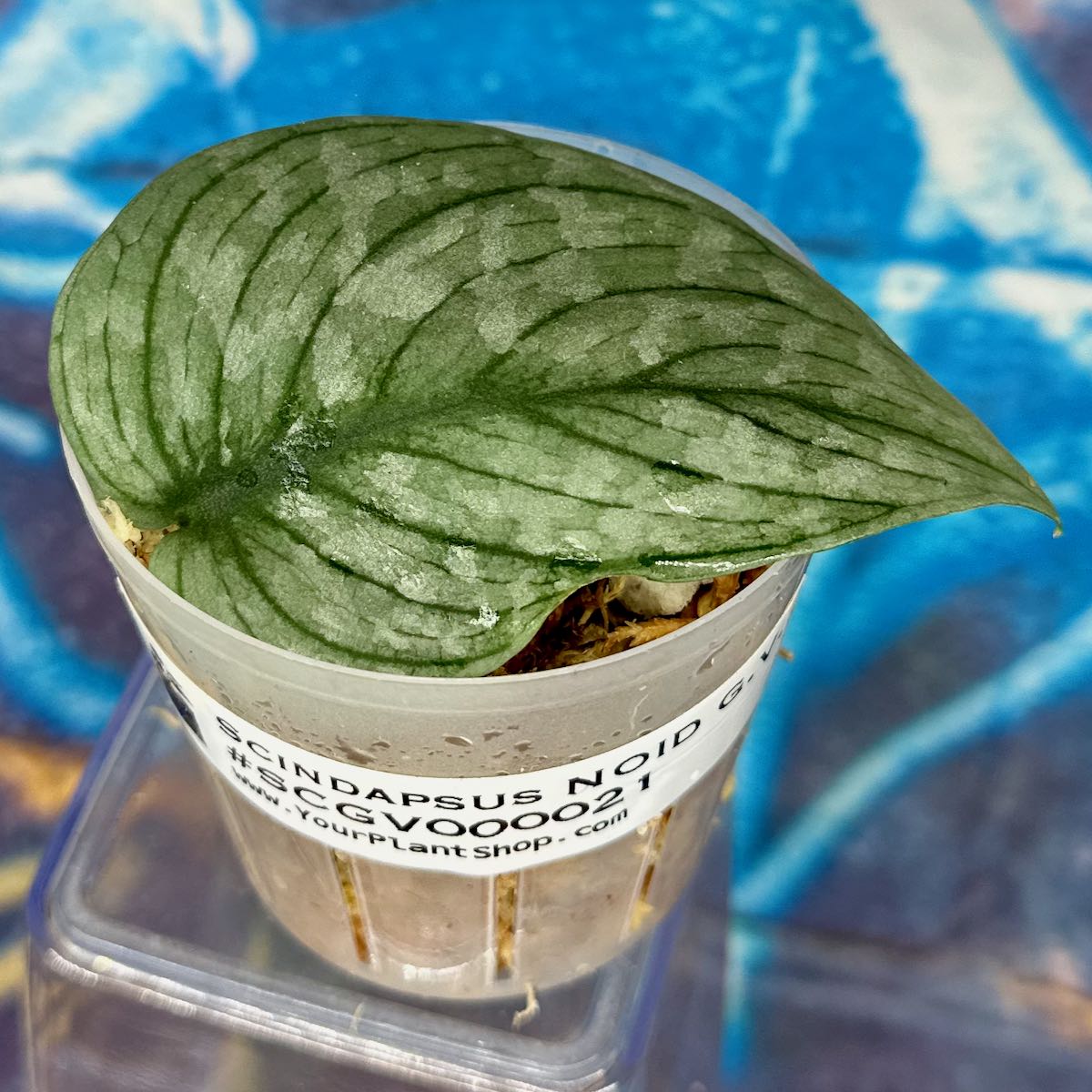 Scindapsus NOID  'Green Veins' - #SCGV000021