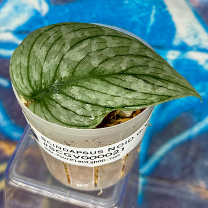 Scindapsus NOID  'Green Veins' - #SCGV000021
