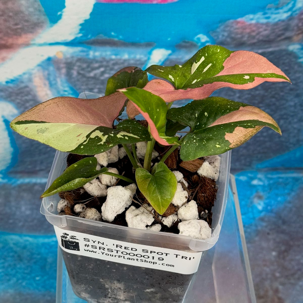Syngonium Red Spot Tricolor - #SRST000019