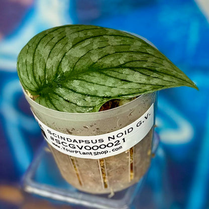 Scindapsus NOID  'Green Veins' - #SCGV000021