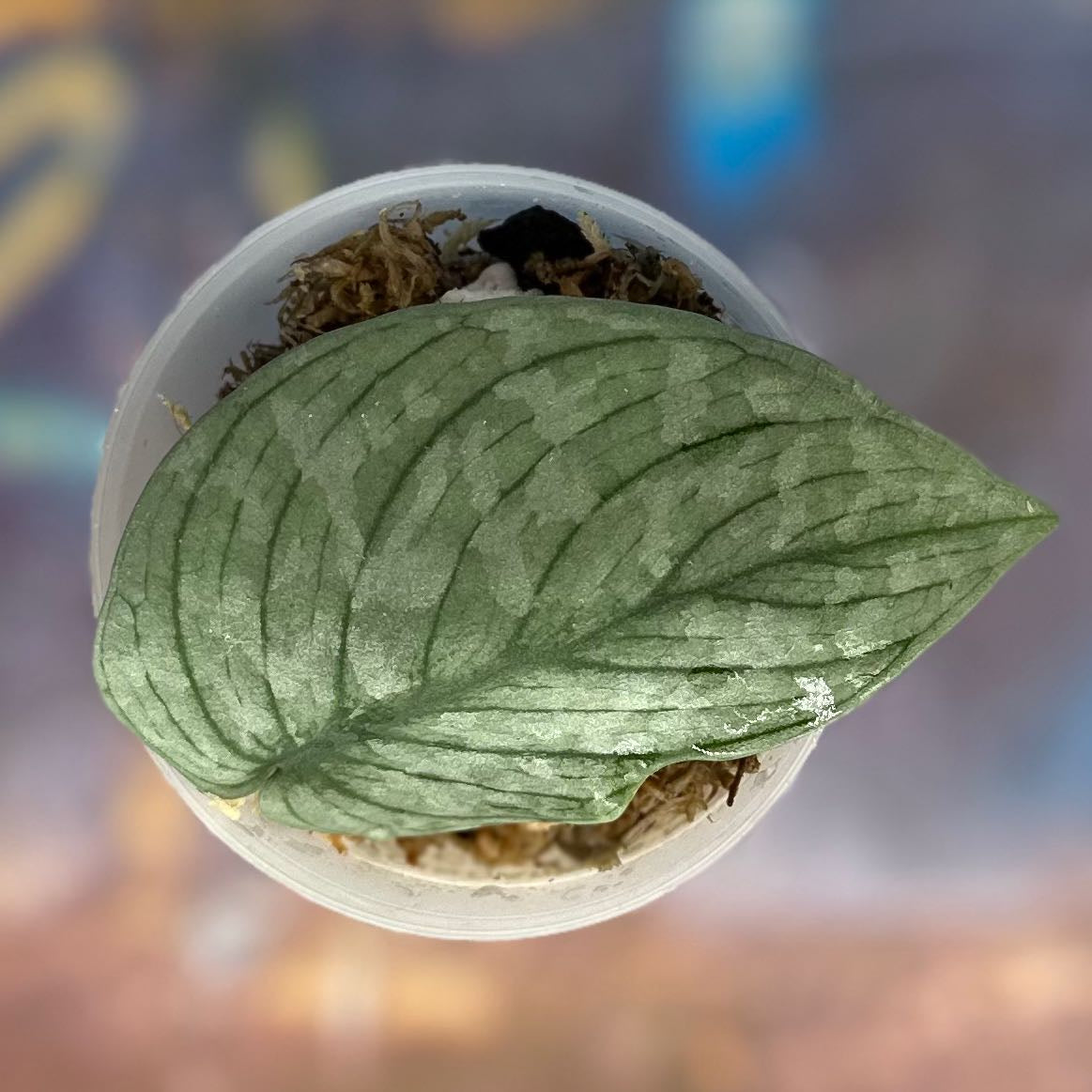Scindapsus NOID  'Green Veins' - #SCGV000021