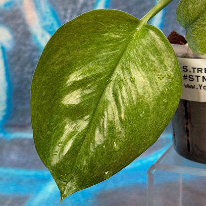 Scindapsus treubii Mint -STMT000029