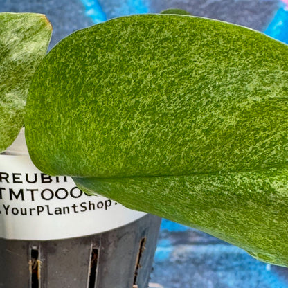 Scindapsus treubii Mint -STMT000029