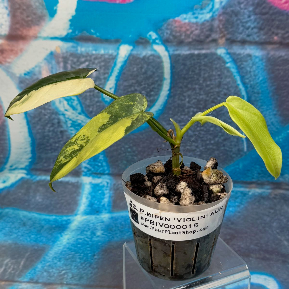 Philodendron bipennefolium variegated - PBIV000015
