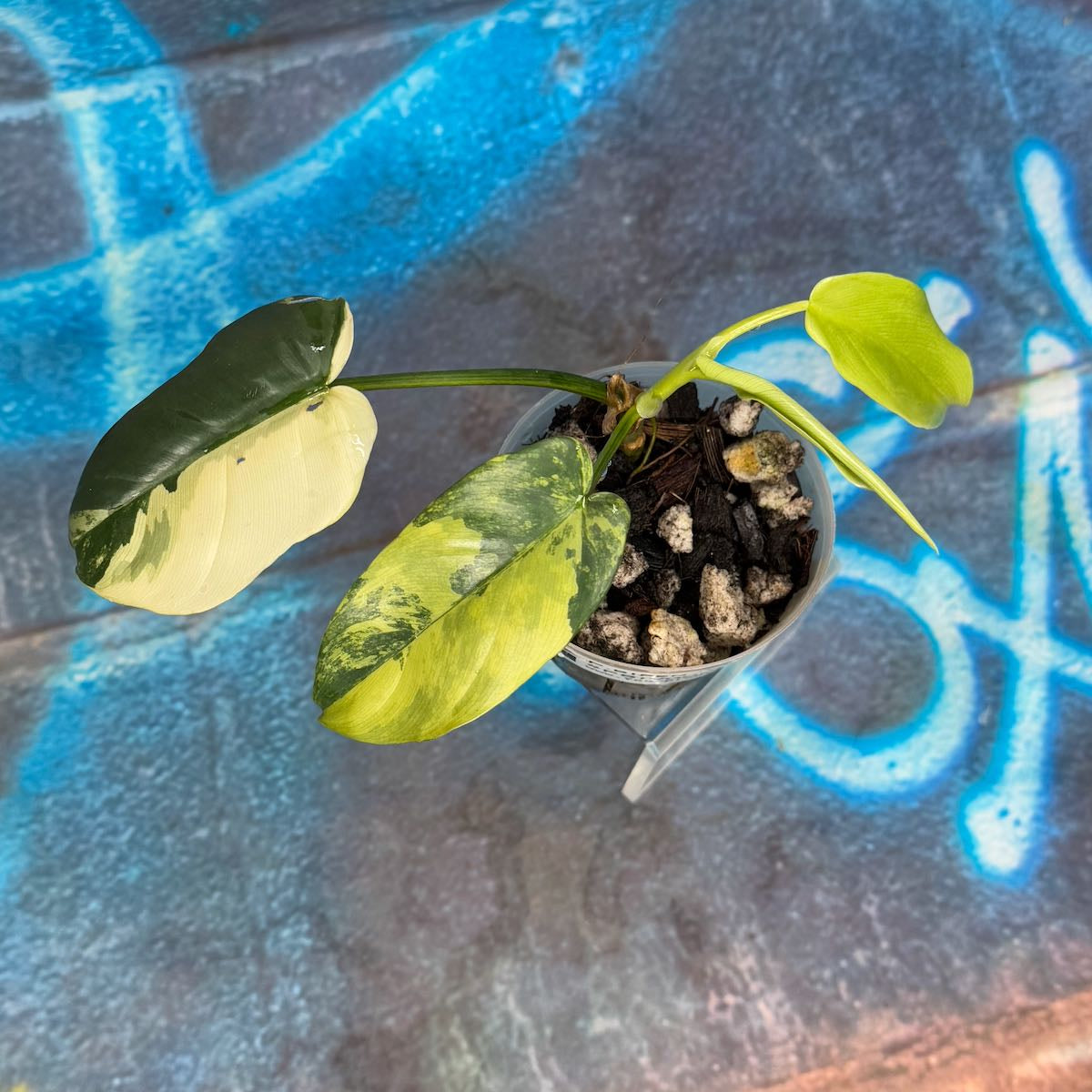 Philodendron bipennefolium variegated - PBIV000015