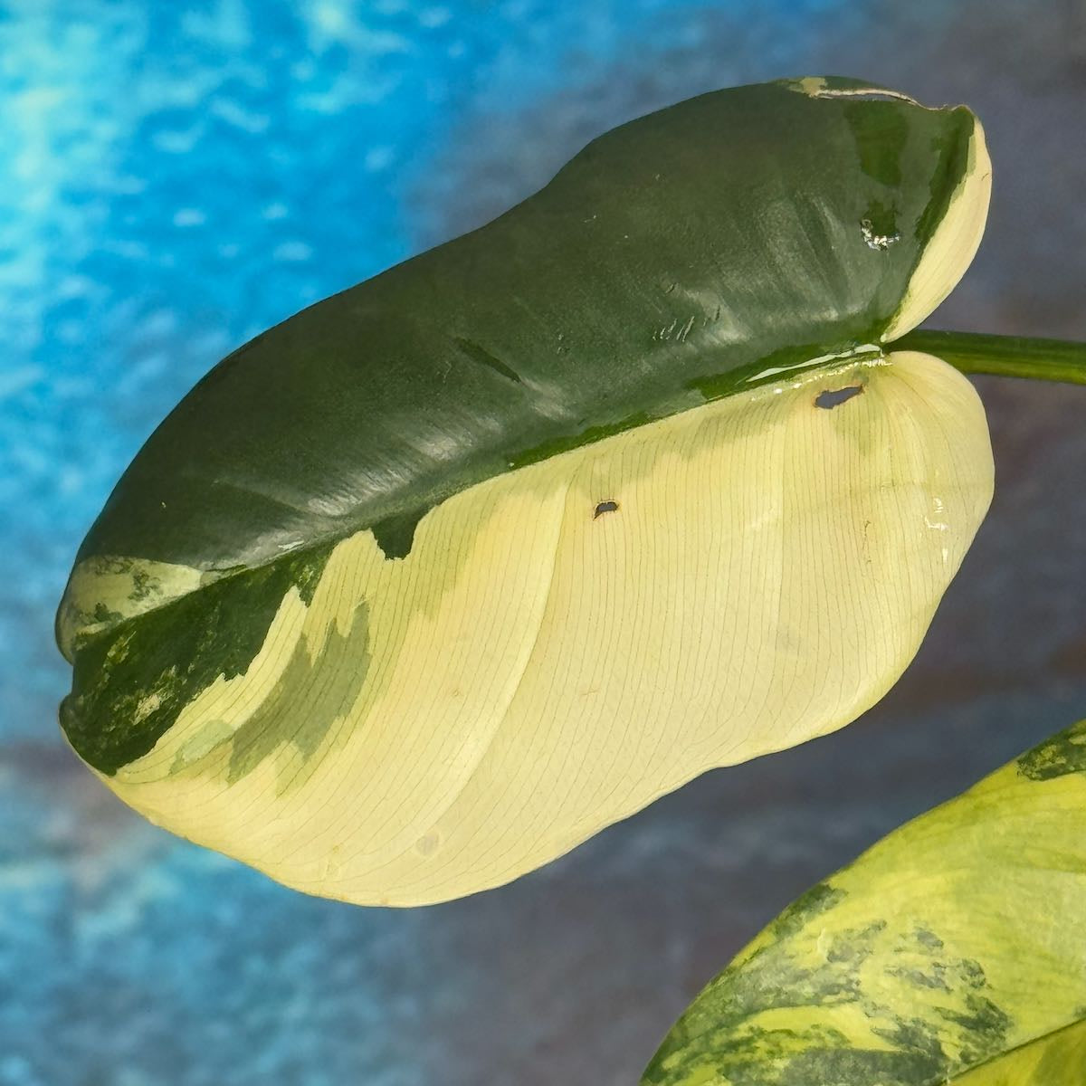 Philodendron bipennefolium variegated - PBIV000015