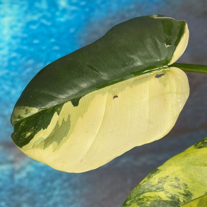 Philodendron bipennefolium variegated - PBIV000015