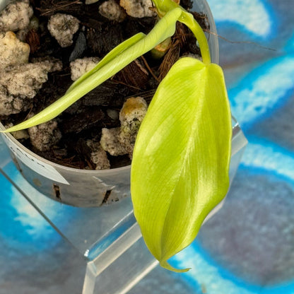 Philodendron bipennefolium variegated - PBIV000015