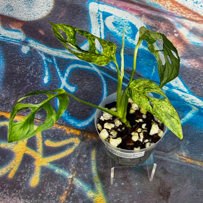 Monstera adansonii variegated (Indo Mint) - MAMT000037