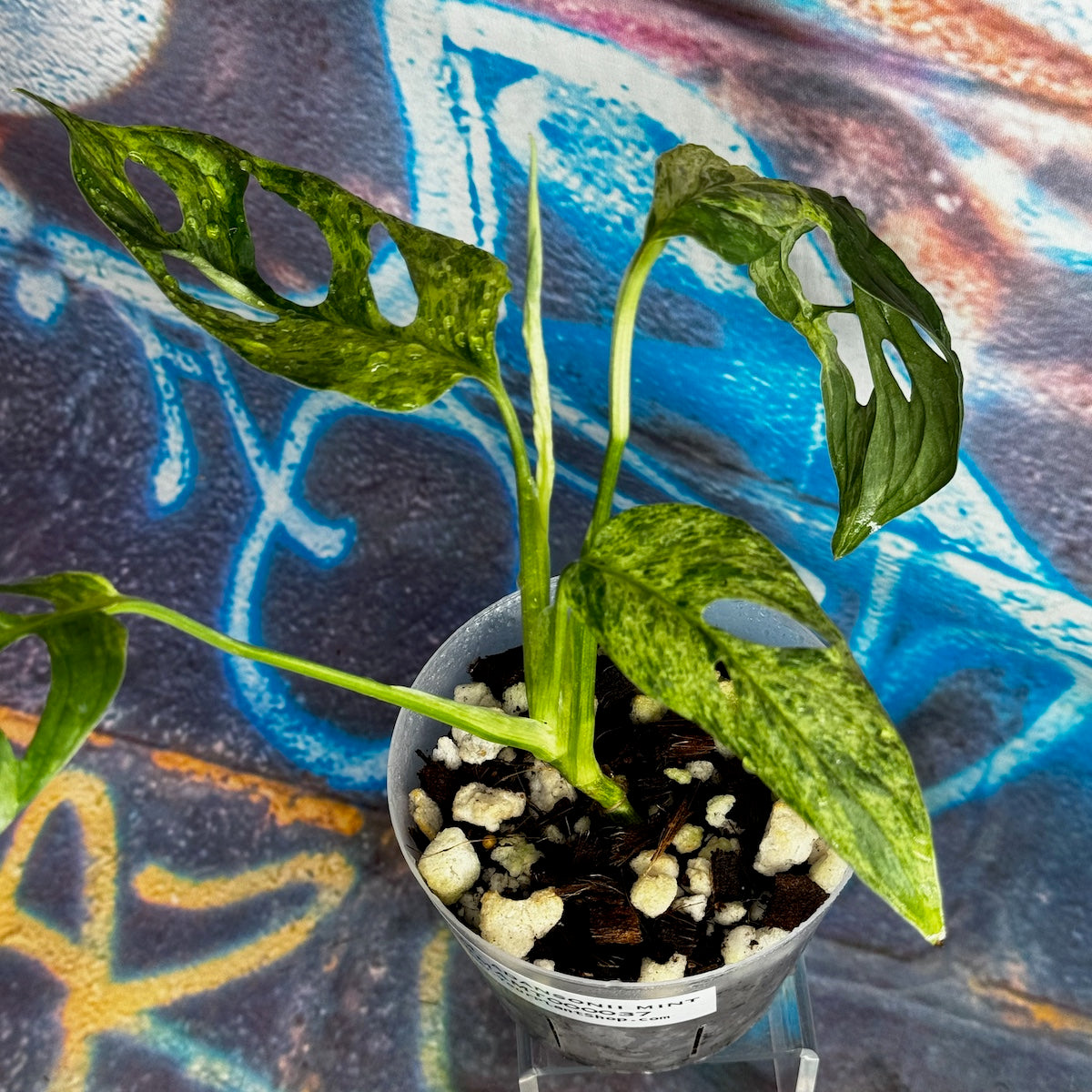 Monstera adansonii variegated (Indo Mint) - MAMT000037