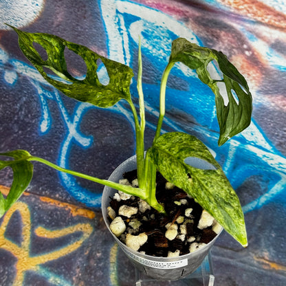 Monstera adansonii variegated (Indo Mint) - MAMT000037