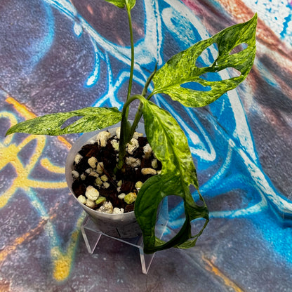 Monstera adansonii variegated (Indo Mint) - MAMT000037