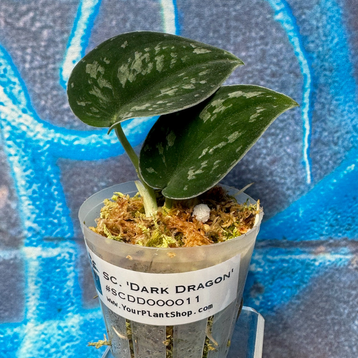 Scindapsus 'Dark Dragon' - #SCDD000011