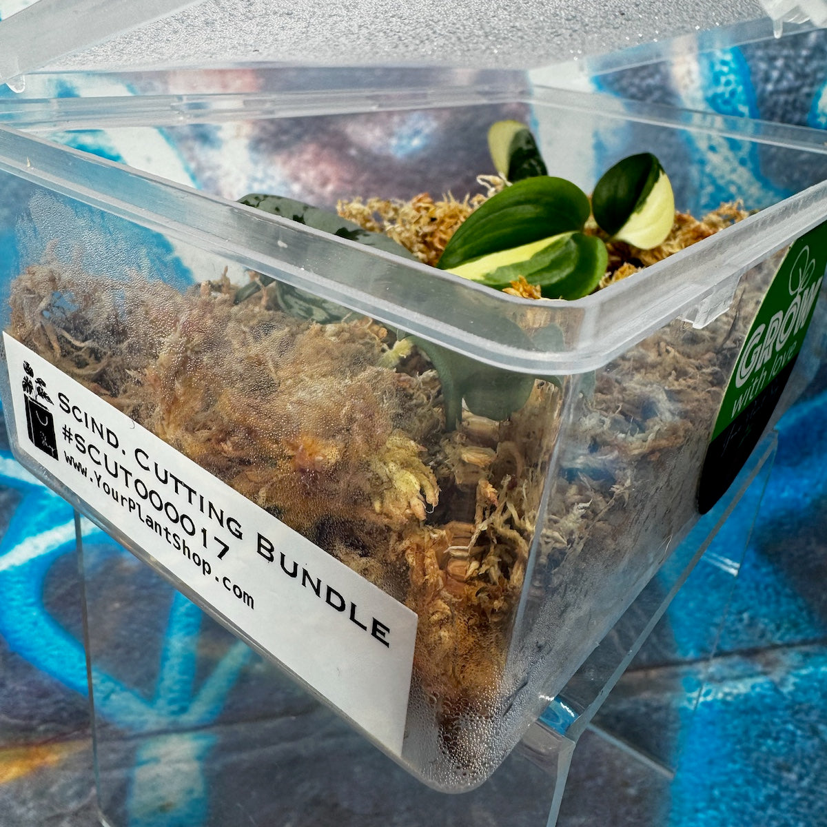 Scindapsus Cuttings Bundle - #SCUT000017