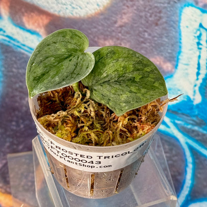 Scindapsus 'Frosted Tricolor' - #SCFT000043