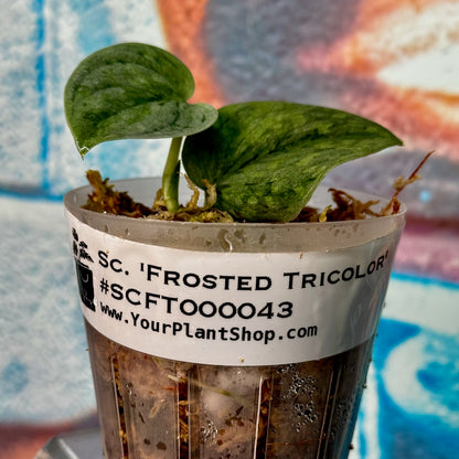 Scindapsus 'Frosted Tricolor' - #SCFT000043
