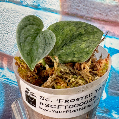 Scindapsus 'Frosted Tricolor' - #SCFT000043