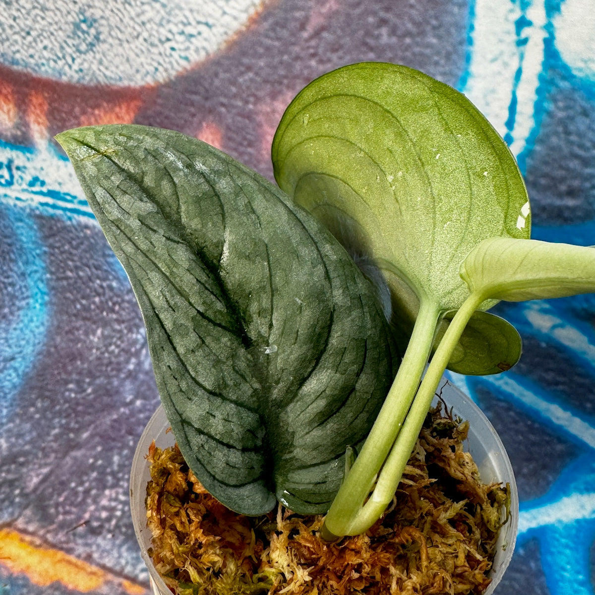 Scindapsus pictus  'Green Veins' - #SCGV000042