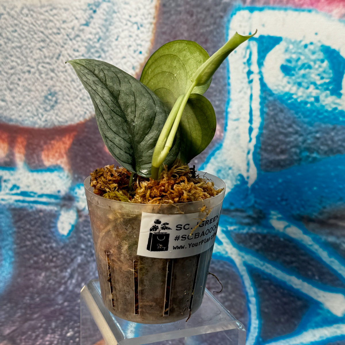 Scindapsus pictus  'Green Veins' - #SCGV000042