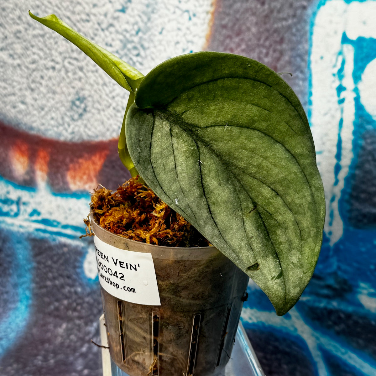 Scindapsus pictus  'Green Veins' - #SCGV000042