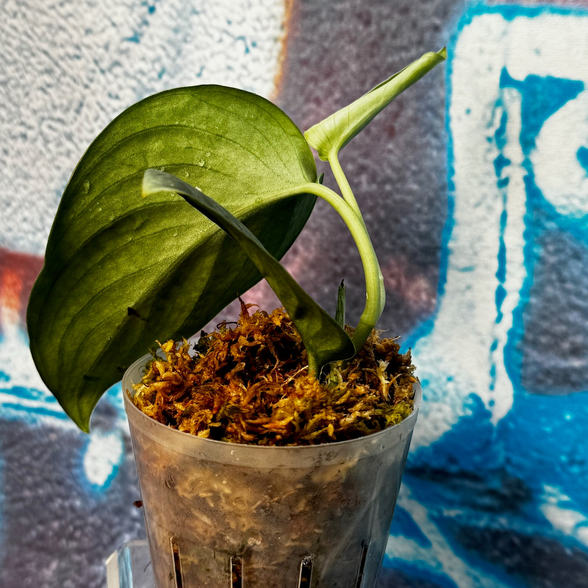 Scindapsus pictus  'Green Veins' - #SCGV000042