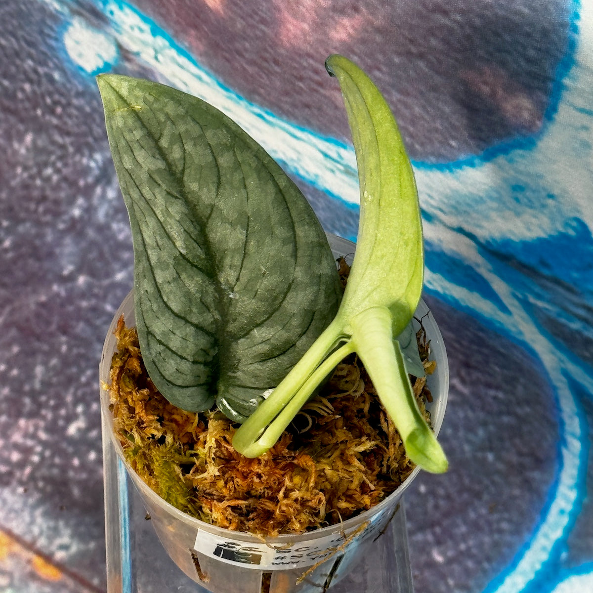 Scindapsus pictus  'Green Veins' - #SCGV000042