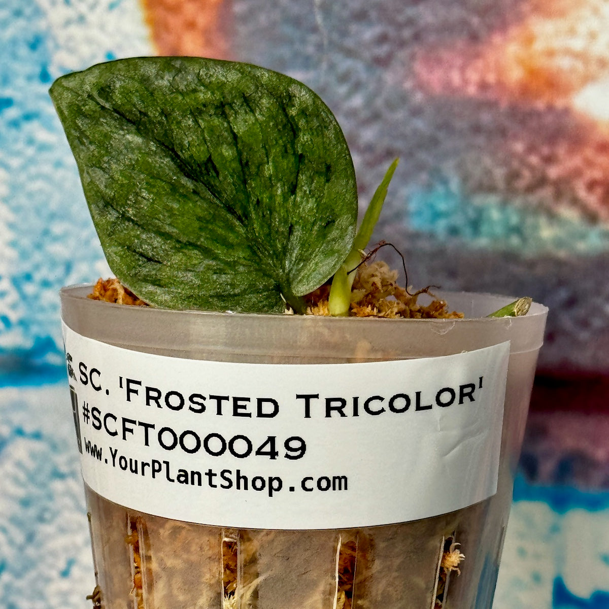 Scindapsus 'Frosted Tricolor' - #SCFT000049