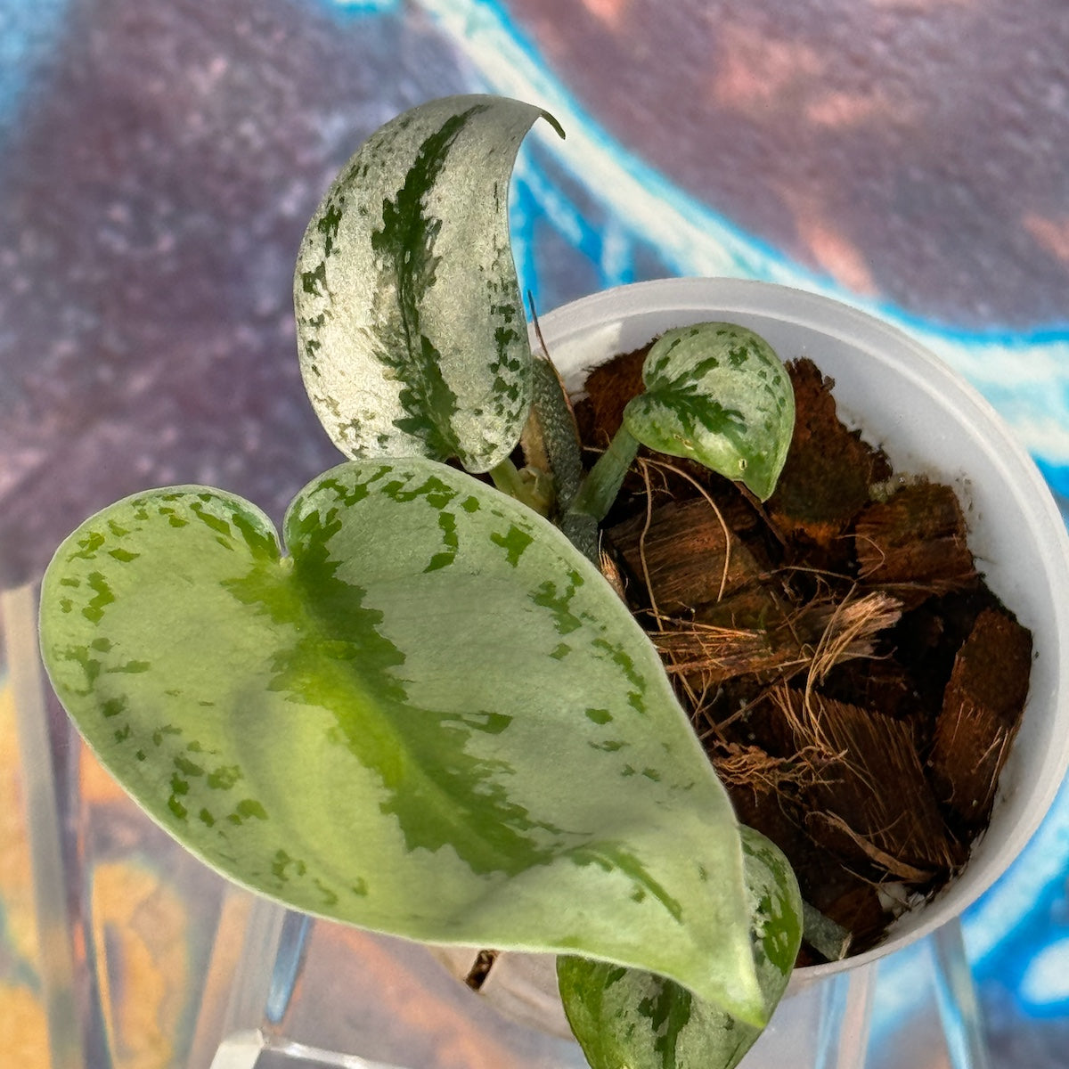 Scindapsus Silver Sierra - #SCSS000021