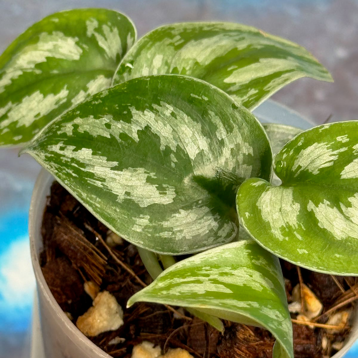 Scindapsus 'Silver Swan' - #SCSW000021