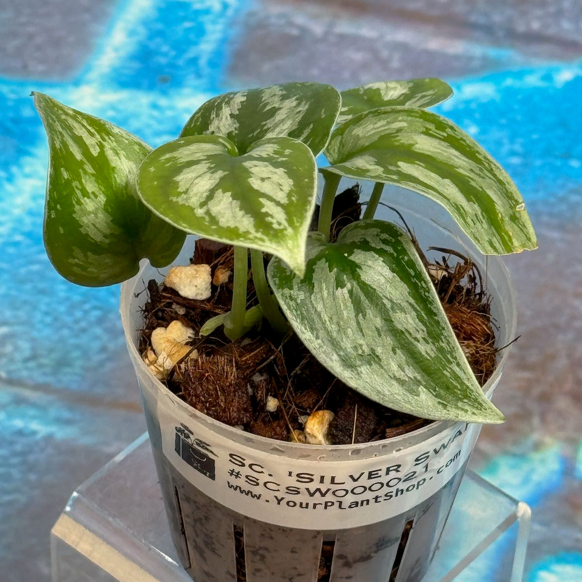 Scindapsus 'Silver Swan' - #SCSW000021