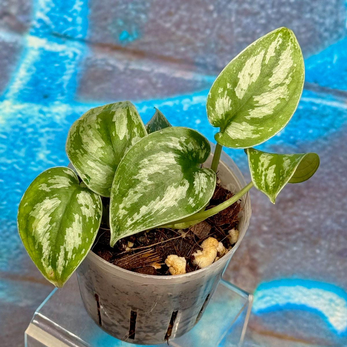 Scindapsus 'Silver Swan' - #SCSW000021